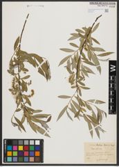 Foto von Salix alba L.
